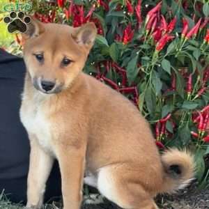 Finn, Shiba Inu Puppy